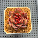 Echeveria Hybrid sp. 1"-2" Hand-Selected Clone (From Brotherly Farm) Succulent Plant Cutting