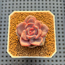 Echeveria Hybrid sp. 1"-2" Hand-Selected Clone (From Brotherly Farm) Succulent Plant Cutting