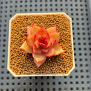 Echeveria Hybrid sp. 1"-2" Hand-Selected Clone (From Brotherly Farm) Succulent Plant Cutting