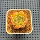 Echeveria Hybrid sp. 1"-2" Hand-Selected Clone (From Brotherly Farm) Succulent Plant Cutting