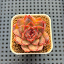Echeveria Hybrid sp. 1"-2" Hand-Selected Clone (From Brotherly Farm) Succulent Plant Cutting
