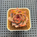Echeveria Hybrid sp. 1"-2" Hand-Selected Clone (From Brotherly Farm) Succulent Plant Cutting