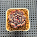 Echeveria Hybrid sp. 1"-2" Hand-Selected Clone (From Brotherly Farm) Succulent Plant Cutting