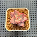 Echeveria Hybrid sp. 1"-2" Hand-Selected Clone (From Brotherly Farm) Succulent Plant Cutting