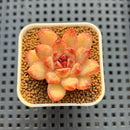 Echeveria Hybrid sp. 1"-2" Hand-Selected Clone (From Brotherly Farm) Succulent Plant Cutting