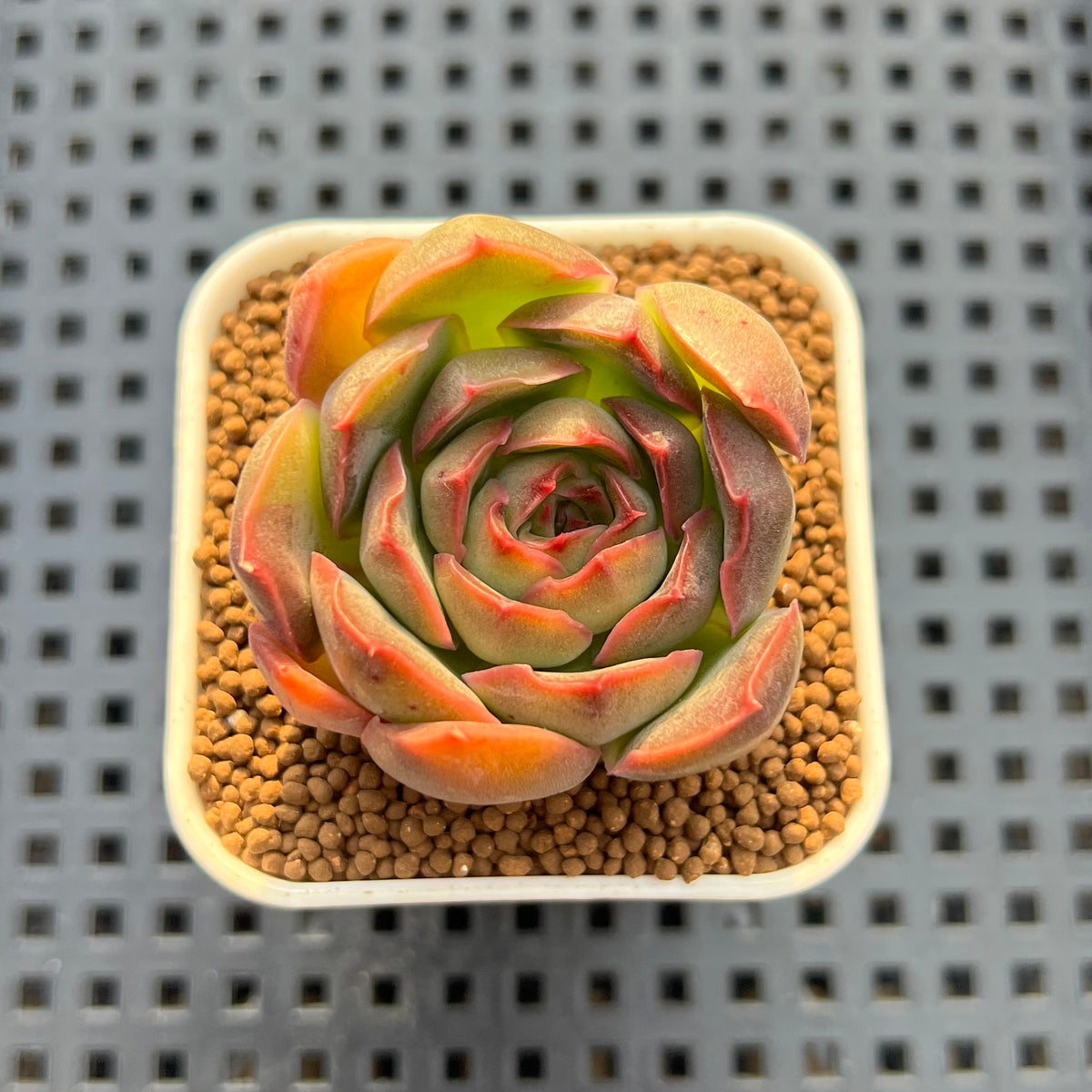 Echeveria Hybrid sp. 1"-2" Hand-Selected Clone (From Brotherly Farm) Succulent Plant Cutting
