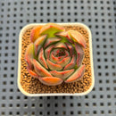 Echeveria Hybrid sp. 1"-2" Hand-Selected Clone (From Brotherly Farm) Succulent Plant Cutting