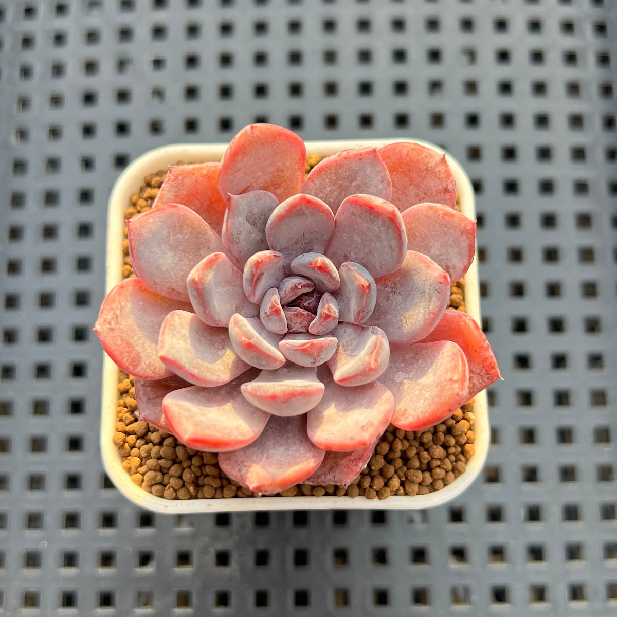 Echeveria Hybrid sp. 1"-2" Hand-Selected Clone (From Brotherly Farm) Succulent Plant Cutting