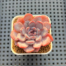 Echeveria Hybrid sp. 1"-2" Hand-Selected Clone (From Brotherly Farm) Succulent Plant Cutting