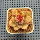 Echeveria Hybrid sp. 1"-2" Hand-Selected Clone (From Brotherly Farm) Succulent Plant Cutting