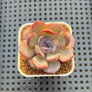 Echeveria Hybrid sp. 1"-2" Hand-Selected Clone (From Brotherly Farm) Succulent Plant Cutting