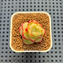 Echeveria Hybrid sp. 1"-2" Hand-Selected Clone (From Brotherly Farm) Succulent Plant Cutting