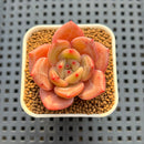 Echeveria Hybrid sp. 1"-2" Hand-Selected Clone (From Brotherly Farm) Succulent Plant Cutting