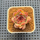 Echeveria Hybrid sp. 1"-2" Hand-Selected Clone (From Brotherly Farm) Succulent Plant Cutting