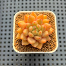 Echeveria Hybrid sp. 1"-2" Hand-Selected Clone (From Brotherly Farm) Succulent Plant Cutting