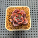 Echeveria Hybrid sp. 1"-2" Hand-Selected Clone (From Brotherly Farm) Succulent Plant Cutting