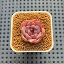 Echeveria Hybrid sp. 1"-2" Hand-Selected Clone (From Brotherly Farm) Succulent Plant Cutting