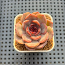 Echeveria Hybrid sp. 1"-2" Hand-Selected Clone (From Brotherly Farm) Succulent Plant Cutting