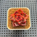 Echeveria Hybrid sp. 1"-2" Hand-Selected Clone (From Brotherly Farm) Succulent Plant Cutting