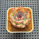 Echeveria Hybrid sp. 1"-2" Hand-Selected Clone (From Brotherly Farm) Succulent Plant Cutting