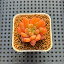 Echeveria Hybrid sp. 1"-2" Hand-Selected Clone (From Brotherly Farm) Succulent Plant Cutting