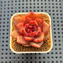 Echeveria Hybrid sp. 1"-2" Hand-Selected Clone (From Brotherly Farm) Succulent Plant Cutting