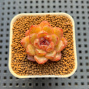 Echeveria Hybrid sp. 1"-2" Hand-Selected Clone (From Brotherly Farm) Succulent Plant Cutting