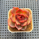 Echeveria Hybrid sp. 1"-2" Hand-Selected Clone (From Brotherly Farm) Succulent Plant Cutting