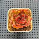 Echeveria Hybrid sp. 1"-2" Hand-Selected Clone (From Brotherly Farm) Succulent Plant Cutting
