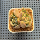 Echeveria Hybrid sp. 1"-2" Hand-Selected Clone (From Brotherly Farm) Succulent Plant Cutting
