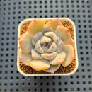 Echeveria Hybrid sp. 1"-2" Hand-Selected Clone (From Brotherly Farm) Succulent Plant Cutting