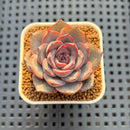 Echeveria Hybrid sp. 1"-2" Hand-Selected Clone (From Brotherly Farm) Succulent Plant Cutting