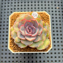 Echeveria Hybrid sp. 1"-2" Hand-Selected Clone (From Brotherly Farm) Succulent Plant Cutting