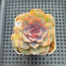 Echeveria Hybrid sp. 1"-2" Hand-Selected Clone (From Brotherly Farm) Succulent Plant Cutting