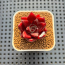 Echeveria Agavoides 'Luming' 1"-2" Succulent Plant Cutting