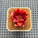 Echeveria Agavoides 'Luming' 1"-2" Succulent Plant Cutting