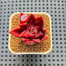 Echeveria Agavoides 'Luming' 1"-2" Succulent Plant Cutting