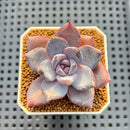 Echeveria Hybrid sp. 1"-2" Hand-Selected Clone (From Brotherly Farm) Succulent Plant Cutting
