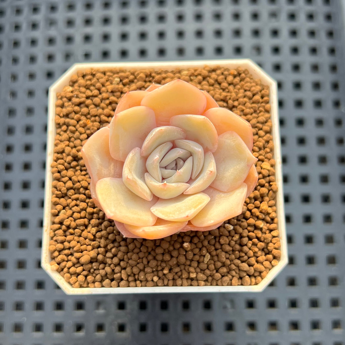 Echeveria Hybrid sp. 1"-2" Hand-Selected Clone (From Brotherly Farm) Succulent Plant Cutting