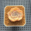 Echeveria Hybrid sp. 1"-2" Hand-Selected Clone (From Brotherly Farm) Succulent Plant Cutting