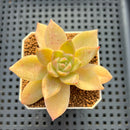 Echeveria Hybrid sp. 1"-2" Hand-Selected Clone (From Brotherly Farm) Succulent Plant Cutting