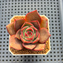 Echeveria Hybrid sp. 1"-2" Hand-Selected Clone (From Brotherly Farm) Succulent Plant Cutting