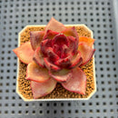 Echeveria Hybrid sp. 1"-2" Hand-Selected Clone (From Brotherly Farm) Succulent Plant Cutting