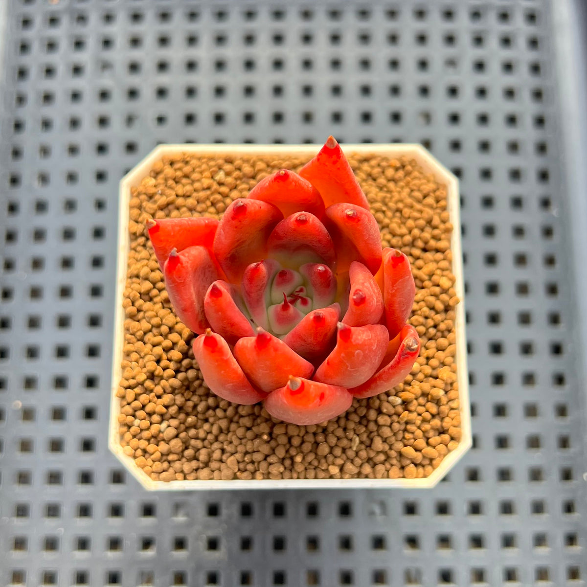 Echeveria Hybrid sp. 1"-2" Hand-Selected Clone (From Brotherly Farm) Succulent Plant Cutting