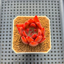 Echeveria Hybrid sp. 1"-2" Hand-Selected Clone (From Brotherly Farm) Succulent Plant Cutting