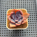 Echeveria Hybrid sp. 1"-2" Hand-Selected Clone (From Brotherly Farm) Succulent Plant Cutting