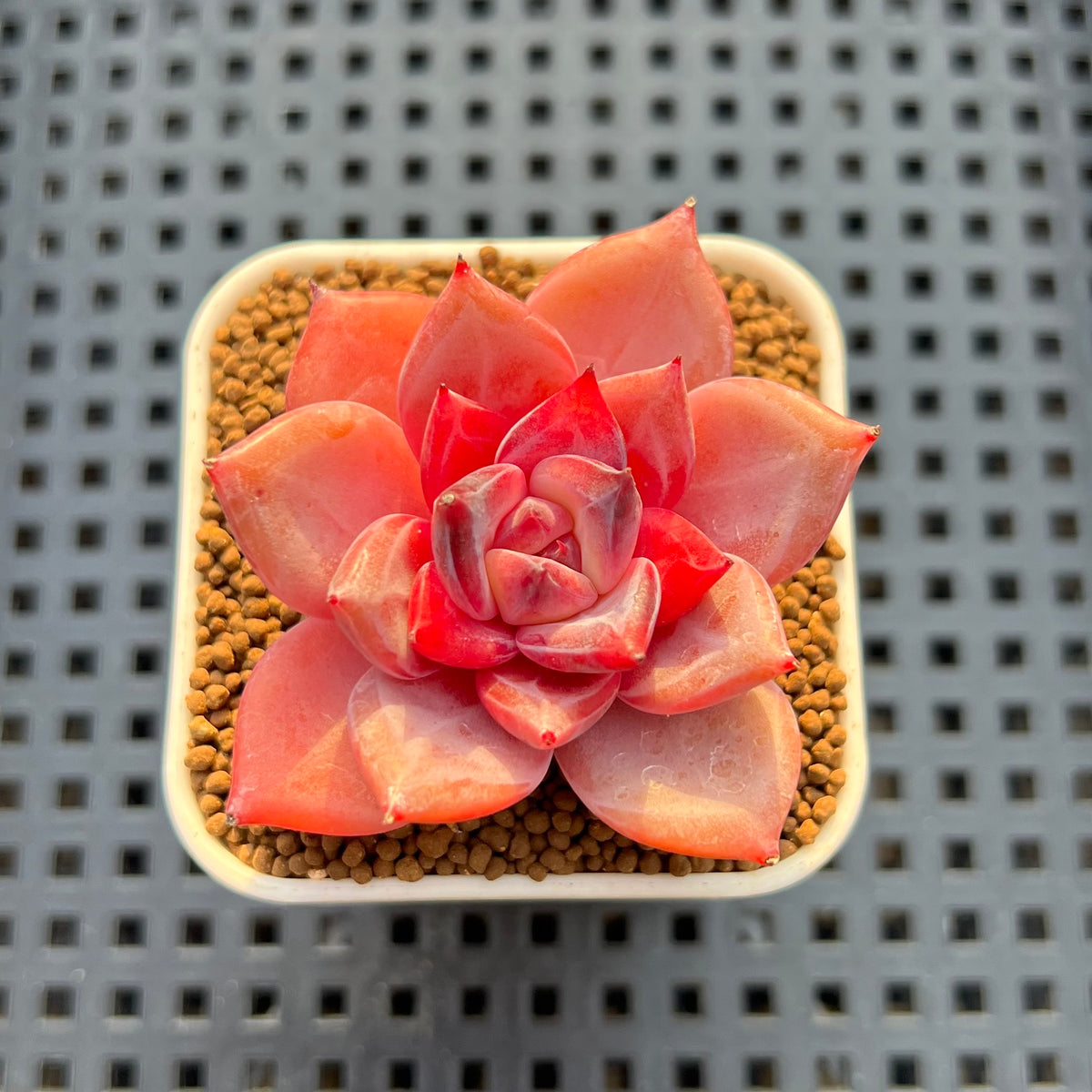 Echeveria Hybrid sp. 1"-2" Hand-Selected Clone (From Brotherly Farm) Succulent Plant Cutting