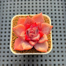 Echeveria Hybrid sp. 1"-2" Hand-Selected Clone (From Brotherly Farm) Succulent Plant Cutting