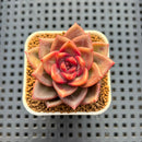 Echeveria Hybrid sp. 1"-2" Hand-Selected Clone (From Brotherly Farm) Succulent Plant Cutting