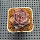 Echeveria Hybrid sp. 1"-2" Hand-Selected Clone (From Brotherly Farm) Succulent Plant Cutting